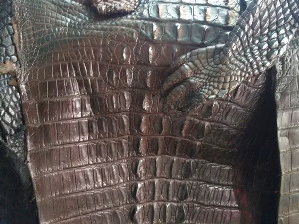 Sau khi mổ tách da xong, bộ da cá sấu được chuyển đến công đoạn tiệt trùng, làm mềm da, sử dụng hóa chất để nhuộm màu và để bảo quản da. Ảnh: Belisi.