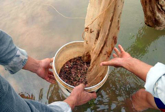 Tuy mùa vụ ngắn ngủi nhưng nguồn thu từ việc đánh bắt rươi mang lại cho người dân cả chục triệu mỗi ngày. Ảnh: Vietnamnet