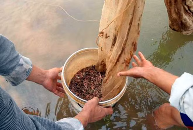 Tuy mùa vụ ngắn ngủi nhưng nguồn thu từ việc đánh bắt rươi mang lại cho người dân cả chục triệu mỗi ngày. Ảnh: Vietnamnet