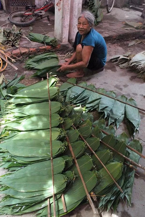 Lá tre này là tre Bát Độ (hay còn gọi là bương). Khác với lá tre thường, tre Bát Độ có những chiếc lá to bản. Ảnh: Dân Việt.