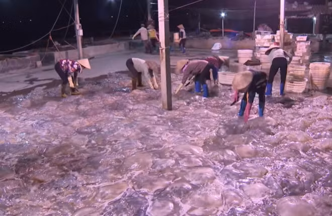 Khai thác sứa là công việc vất vả nhưng cho thu nhập cao. Người dân nơi đây cũng từ sứa mà vươn lên làm giàu, phát triển kinh tế. Ảnh: Doanh nghiệp &amp; Tiếp thị.