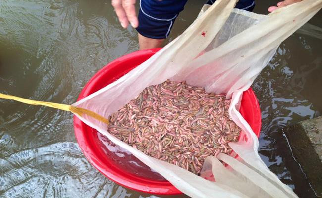 Rươi nhỏ có giá từ 250.000 – 300.000 đồng/kg, còn rươi loại mập, hàng được chọn lọc có giá từ 300.000 đến 500.000 đồng/kg. Ảnh: Dân Việt