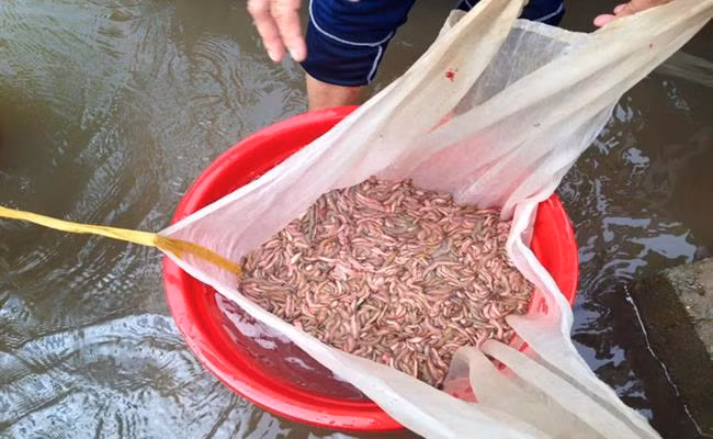 Rươi nhỏ có giá từ 250.000 – 300.000 đồng/kg, còn rươi loại mập, hàng được chọn lọc có giá từ 300.000 đến 500.000 đồng/kg. Ảnh: Dân Việt