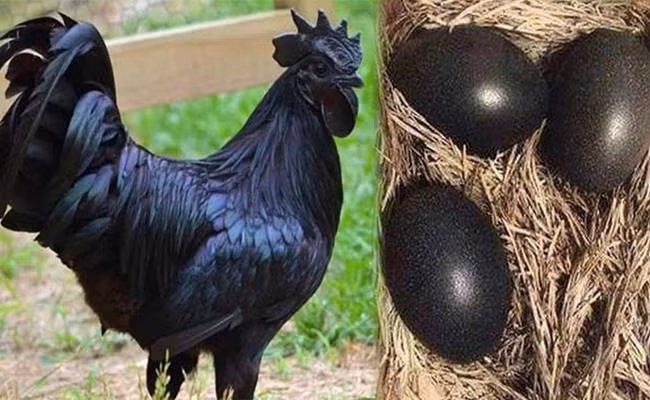 Ở Trung Quốc, một con gà mặt quỷ trưởng thành có giá 18.000NDT (~ 60 triệu đồng), trứng của nó cũng có giá đắt gấp 20 lần so với trứng gà thường. Nguồn ảnh: Internet