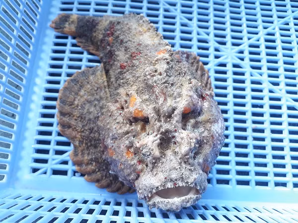 Dù sở hữu hình dáng xấu xí nhưng cá mặt quỷ lại chứa nhiều dinh dưỡng tốt cho con người. Vì vậy, cá mặt quỷ có giá rất đắt. Tại Hà Nội, một con cá mặt quỷ 1,2 - 3kg, giá dao động từ 3 – 9 triệu đồng, đắt gấp nhiều lần nhiều loại hải sản cao cấp khác.