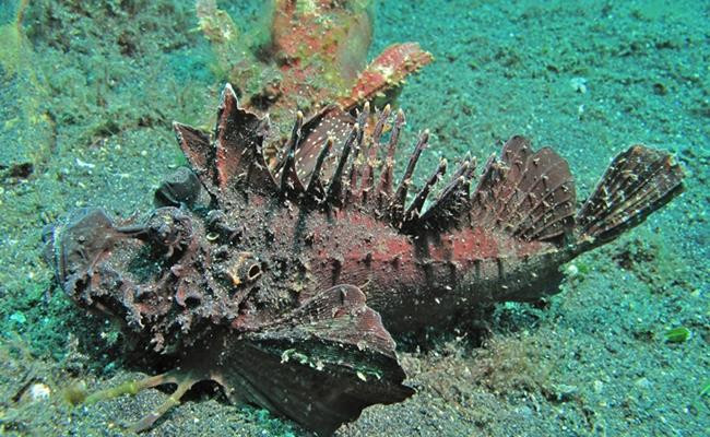 Tuy nhiên, chỉ một số nhà hàng chuyên về hải sản mới có loại cá này và nếu không may mắn, khách hàng phải đặt trước mới có.