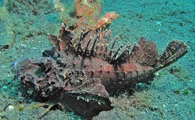 Tuy nhiên, chỉ một số nhà hàng chuyên về hải sản mới có loại cá này và nếu không may mắn, khách hàng phải đặt trước mới có.