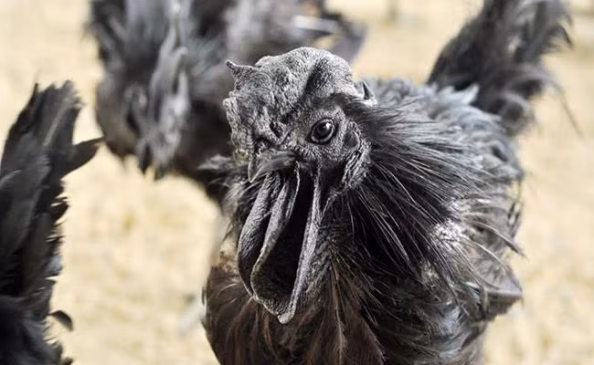 Tại Việt Nam, giống gà mặt quỷ đã được nuôi và nhân giống tại Bình Dương với giá khoảng 20-30 triệu đồng/con gà trưởng thành.