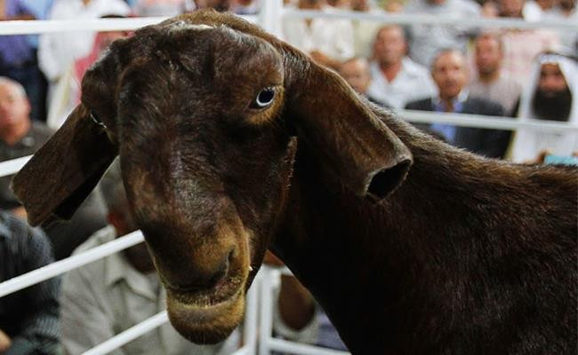 Hiện nay, dê Damascus đang là một trong những giống thú cưng nhập ngoại được yêu thích.
