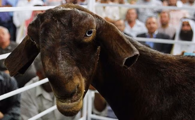 Hiện nay, dê Damascus đang là một trong những giống thú cưng nhập ngoại được yêu thích.