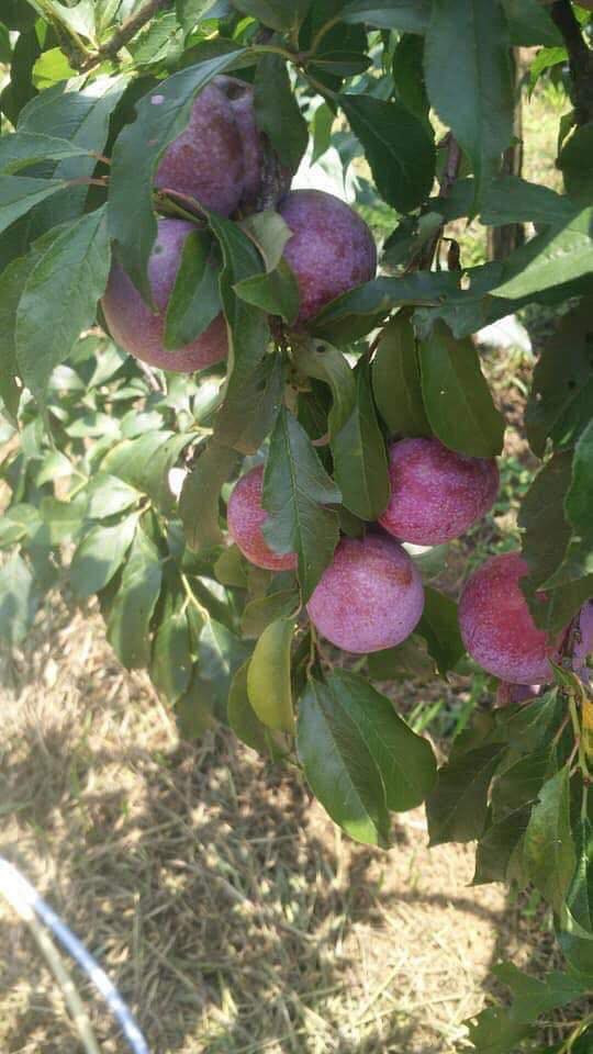 Để lựa chọn quả mận đạt tiêu chuẩn, người nông dân Nà Ka sẵn sàng hy sinh đến 30% sản lượng, tỉa cành, tỉa quả để giữ lại những quả ngon nhất. Ảnh: Facebook