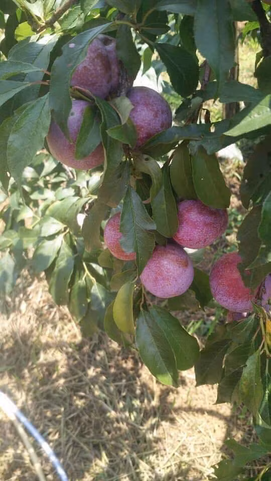 Để lựa chọn quả mận đạt tiêu chuẩn, người nông dân Nà Ka sẵn sàng hy sinh đến 30% sản lượng, tỉa cành, tỉa quả để giữ lại những quả ngon nhất. Ảnh: Facebook