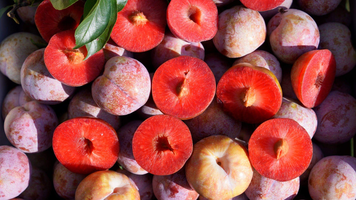 Trong 100 quả mận được trồng tại Sơn La chỉ có 5 quả được chọn để mang thương hiệu “Mận hậu ruby Sơn La”. Ảnh: Báo chính phủ