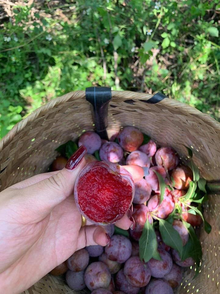 Sự chênh lệch nhiệt độ ngày và đêm cao làm cho khả năng tích đường tốt, mận ngọt hơn. Các cây mận được trồng ở khoảng cách xa hơn nhiều vùng trồng khác để có không gian “thở”. Ảnh: Facebook