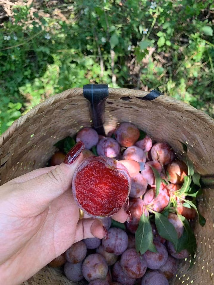 Sự chênh lệch nhiệt độ ngày và đêm cao làm cho khả năng tích đường tốt, mận ngọt hơn. Các cây mận được trồng ở khoảng cách xa hơn nhiều vùng trồng khác để có không gian “thở”. Ảnh: Facebook