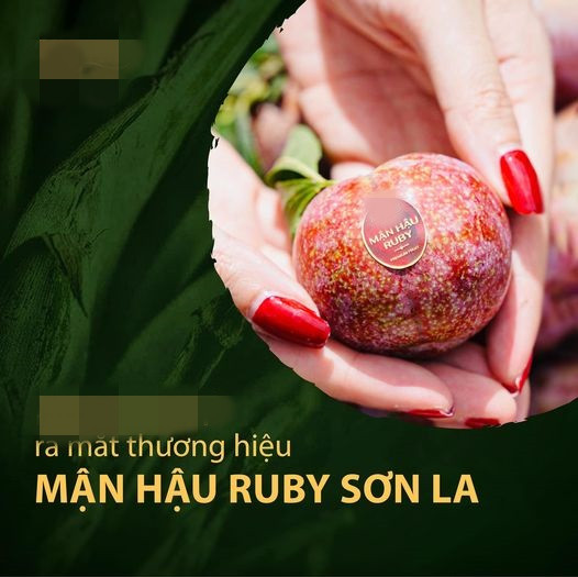 Những trái mận hậu Ruby Sơn La được tuyển chọn từ những vườn mận được chăm sóc kỹ lưỡng nhất, cho trái ngọt nhất, kích thước đồng đều nhất. Ảnh: Mia Fruits.