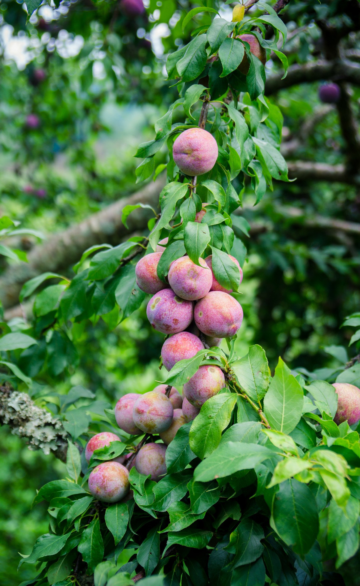 Mận hậu Ruby Sơn La được hình thành nhờ vào thổ nhưỡng riêng của vùng thung lũng Nà Ka, nằm trong vùng khí hậu Mộc Châu ở độ cao 1.500 m so với mực nước biển. Ảnh: Internet