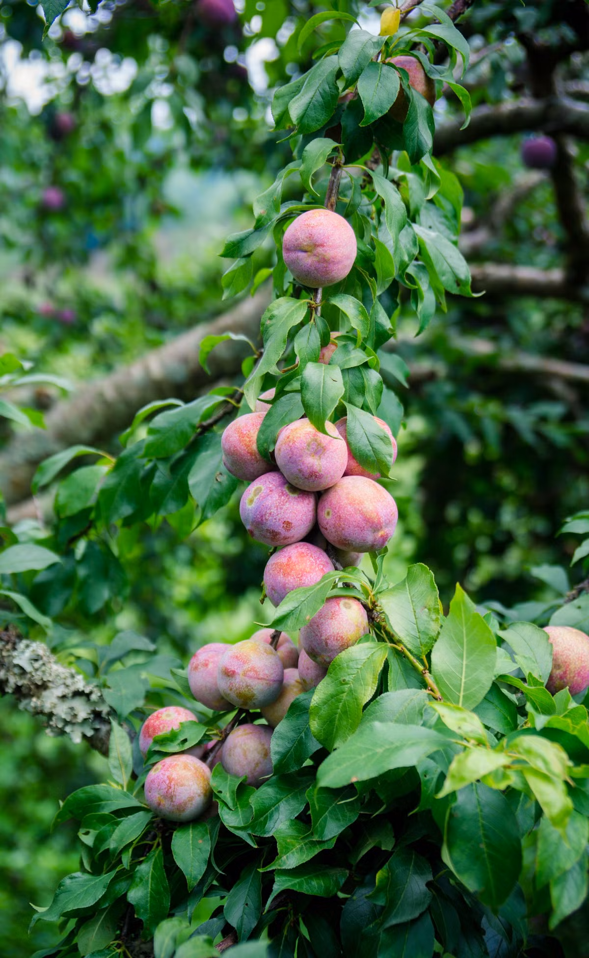 Mận hậu Ruby Sơn La được hình thành nhờ vào thổ nhưỡng riêng của vùng thung lũng Nà Ka, nằm trong vùng khí hậu Mộc Châu ở độ cao 1.500 m so với mực nước biển. Ảnh: Internet
