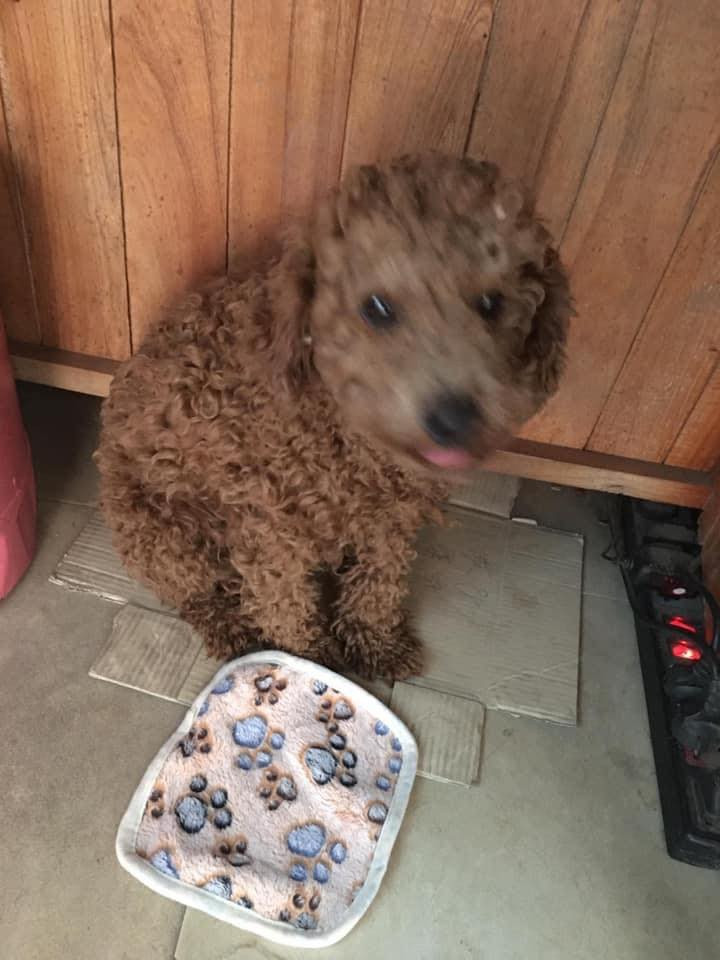 Khi săn nệm 1k cho boss nằm qua mùa đông giá lạnh và cái kết.