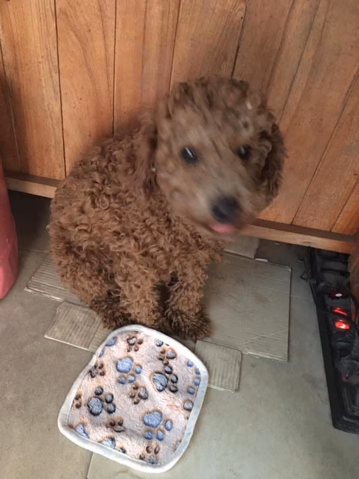 Khi săn nệm 1k cho boss nằm qua mùa đông giá lạnh và cái kết.