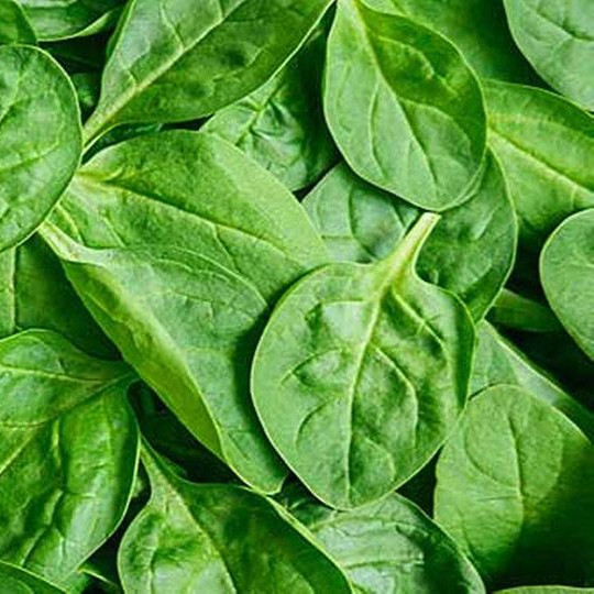 Hiện, loại rau này được trồng và phát triển bởi ông Asafumi Yamashita tại đất nước Pháp. Rau của Yamashita là hàng hóa được quản lý đặc biệt. Chúng chỉ được bán cho 7 khách hàng, tất cả đều là đầu bếp từng được trao sao Michelin. Hiện, nó có giá 28 USD/kg (khoảng 660.000 đồng). Ảnh: Getty