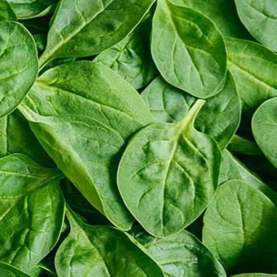 Hiện, loại rau này được trồng và phát triển bởi ông Asafumi Yamashita tại đất nước Pháp. Rau của Yamashita là hàng hóa được quản lý đặc biệt. Chúng chỉ được bán cho 7 khách hàng, tất cả đều là đầu bếp từng được trao sao Michelin. Hiện, nó có giá 28 USD/kg (khoảng 660.000 đồng). Ảnh: Getty