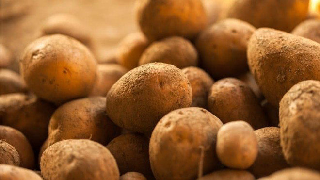 Trong một buổi đấu giá vào năm 1996, khoai tây La Bonnotte được mua với giá 500 USD mỗi pound (tương đương 1.200 USD/kg, tương đương khoảng 25 triệu đồng) khiến nó trở thành giống khoai tây đắt nhất thế giới. Ảnh: Lluxuo.