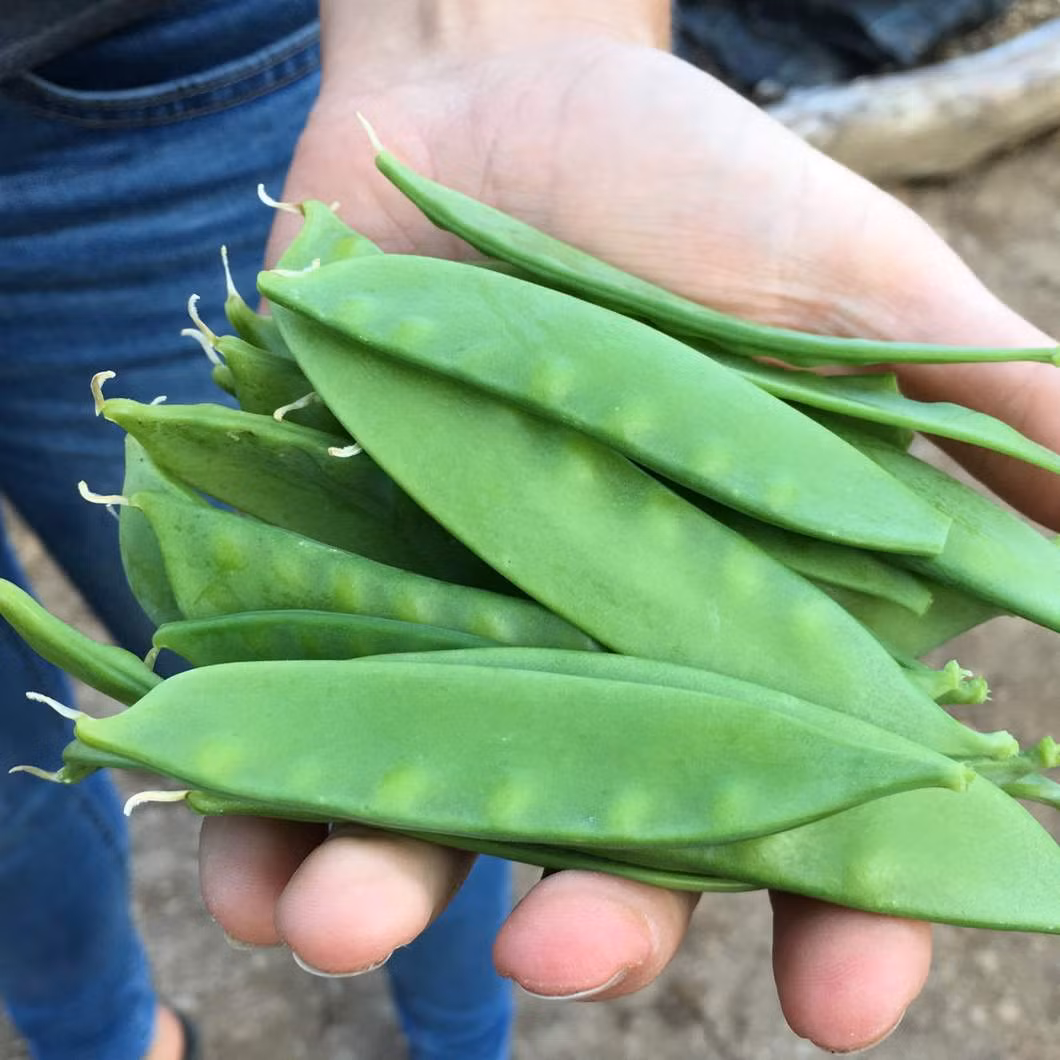 Đậu Snap còn có tên khác là đậu đường. Đây là loại đậu vỏ dẹt, được thu hoạch khi còn rất non và là món ăn khoái khẩu của nhiều thực khách trong các nhà hàng sang trọng ở phương Tây. Ảnh: Getty