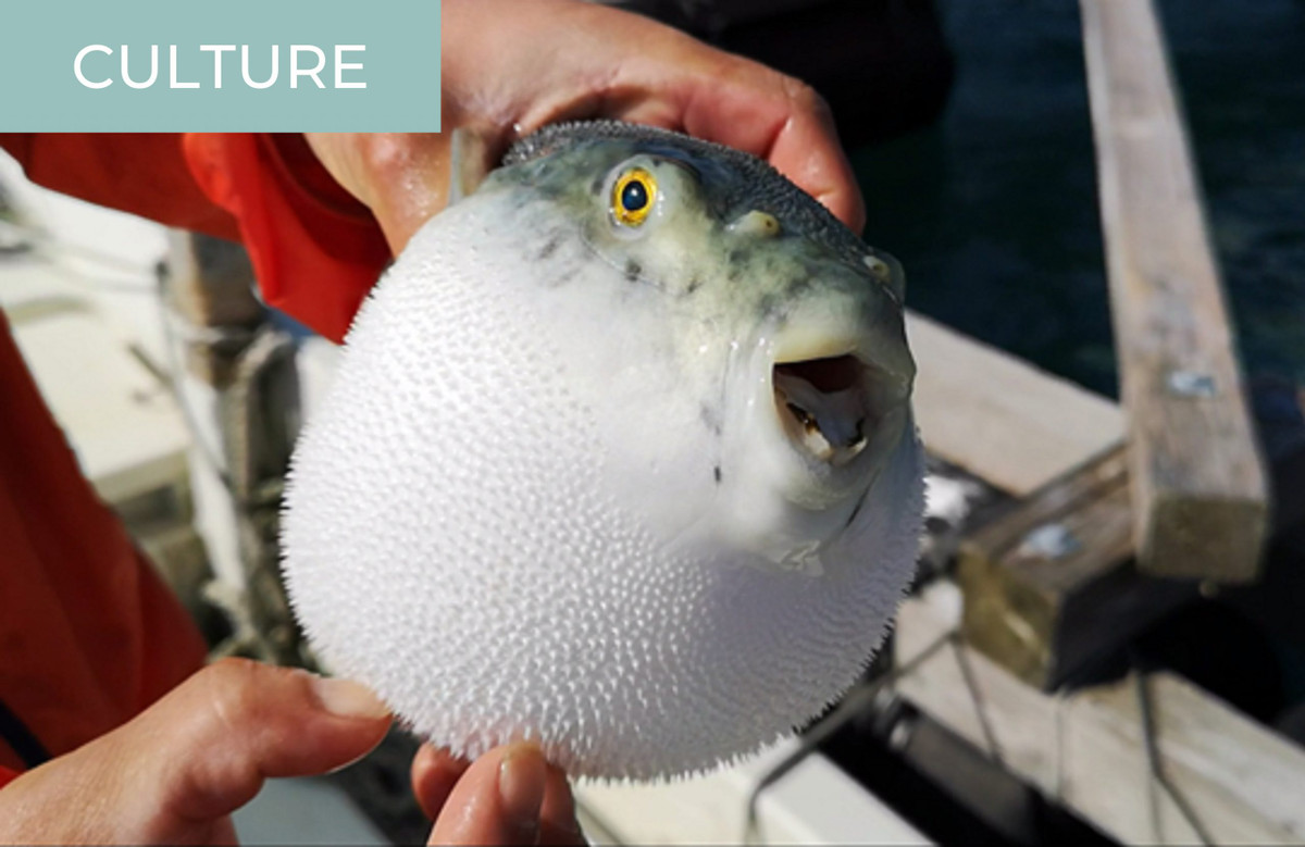 Thậm chí, cá nóc còn là đặc sản đắt đỏ không phải ai cũng có điều kiện thưởng thức. Ảnh: Kokoro Media.