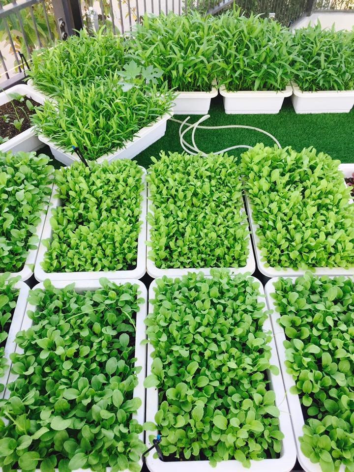 Bên trong biệt thự, Lý Hải - Minh Hà trồng nhiều cây ăn trái như ổi, xoài, rau củ,... nhiều tới mức "ăn không xuể". Ảnh: FBNV.