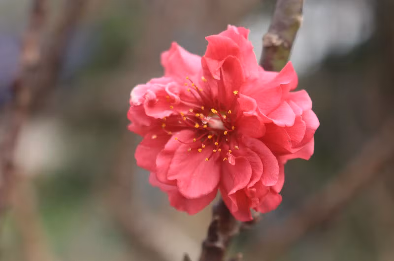 Những bông hoa kép có thể có tới 30 - 50 cánh/bông. Ảnh: VOV.