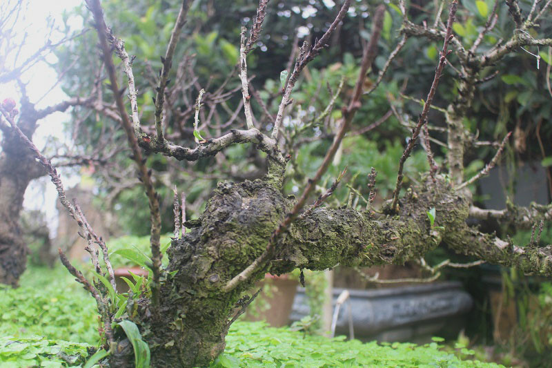 Không giống với nhiều loại đào khác, đào thất thốn mang sở hữu vẻ đẹp cổ xưa, cả gốc và thân đào đều sùi phồng. Ảnh: VOV.