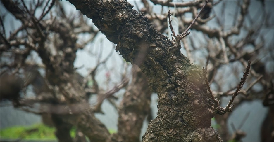 Trong đó, có những u, mấu xù xì hằn lên cây đào. Ảnh: Lao động.