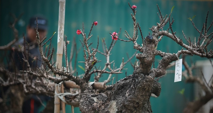 Do có giá trị rất cao nên chủ yếu đào thất thốn sẽ được khách hàng thuê về chơi Tết chứ không mua hẳn. Giá thuê từ 10 - 40 triệu đồng. Ảnh: Lao động.