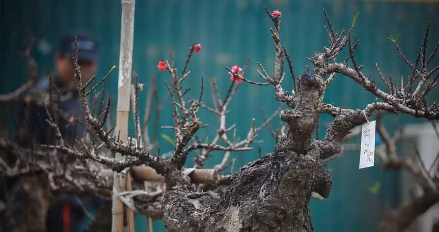 Do có giá trị rất cao nên chủ yếu đào thất thốn sẽ được khách hàng thuê về chơi Tết chứ không mua hẳn. Giá thuê từ 10 - 40 triệu đồng. Ảnh: Lao động.