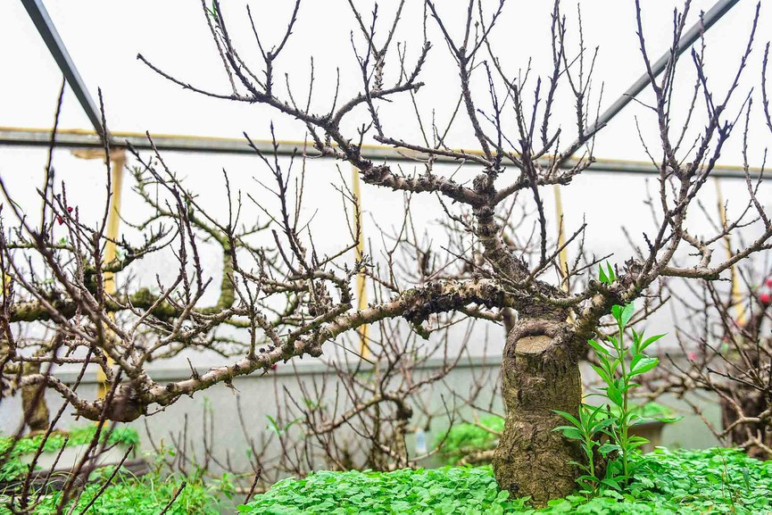 Là loại cây cảnh khó tính, nếu đúng theo nhịp sinh trưởng thì đào thất thốn chỉ ra hoa dịp rằm tháng Giêng, hoặc vài năm mới ra hoa đúng dịp tết một lần. Ảnh: Tiền phong.