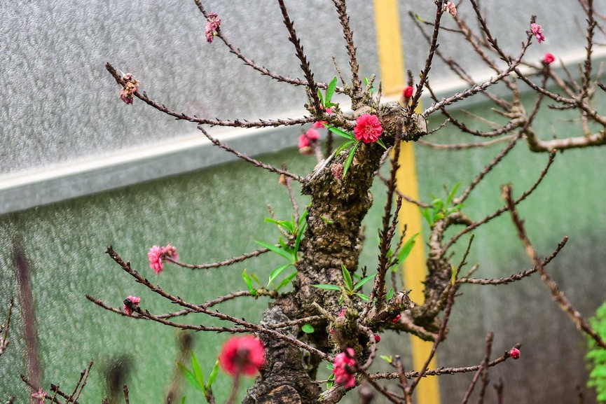 Hoa đào Thất Thốn màu đỏ thắm, bền lâu. Hoa nở có những bông to đường kính lên tới 4 – 5 cm. Ảnh: Tiền phong