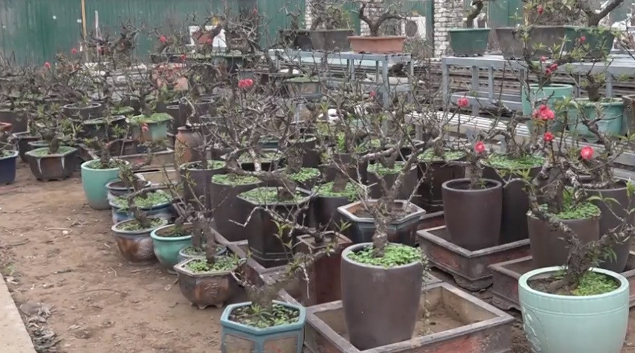 Vì thế, để cây đào thất thốn nở hoa đúng dịp Tết, nhà vườn ở Nhật Tân (Hà Nội) phải di chuyển những gốc đào quý vào phòng có trang bị điều hòa 2 chiều để chủ động điều chỉnh nhiệt độ phù hợp. Ảnh: Vietnamnet