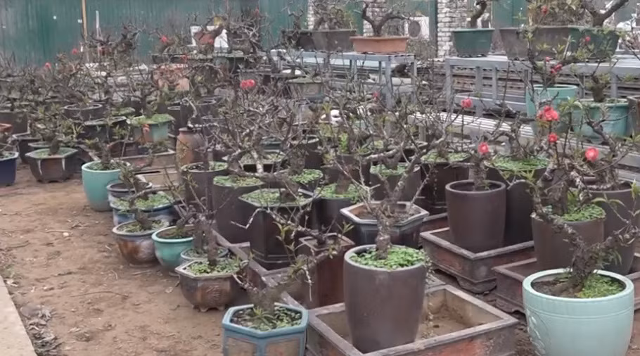 Vì thế, để cây đào thất thốn nở hoa đúng dịp Tết, nhà vườn ở Nhật Tân (Hà Nội) phải di chuyển những gốc đào quý vào phòng có trang bị điều hòa 2 chiều để chủ động điều chỉnh nhiệt độ phù hợp. Ảnh: Vietnamnet