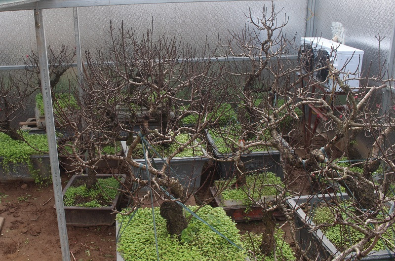 Một cây đào thất thốn đủ tiêu chuẩn đến tay người chơi phải mất từ 10 - 20 năm. Ảnh: VOV.