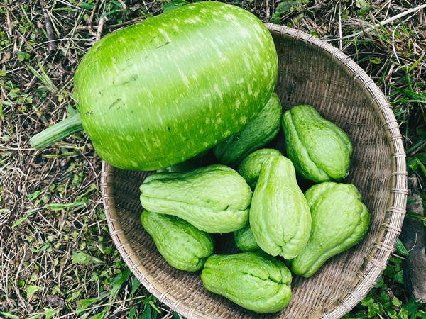 Quả bầu kích thước lớn trông thích mắt.