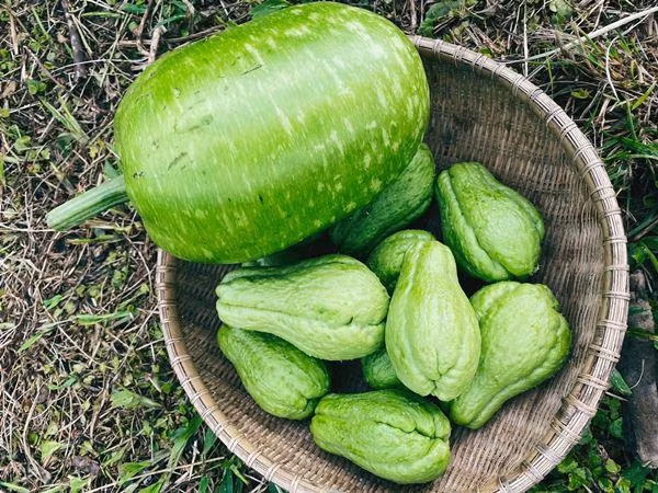 Quả bầu kích thước lớn trông thích mắt.