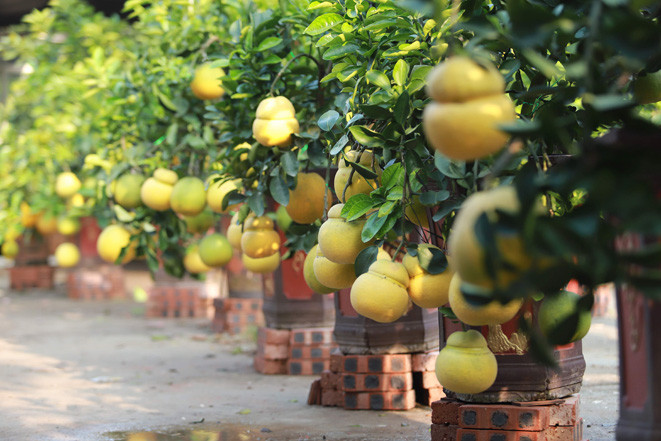 Cùng với trái bưởi hồ lô, những cây bưởi hồ lô bonsai cũng rất được ưa chuộng. Ảnh: Baotintuc.