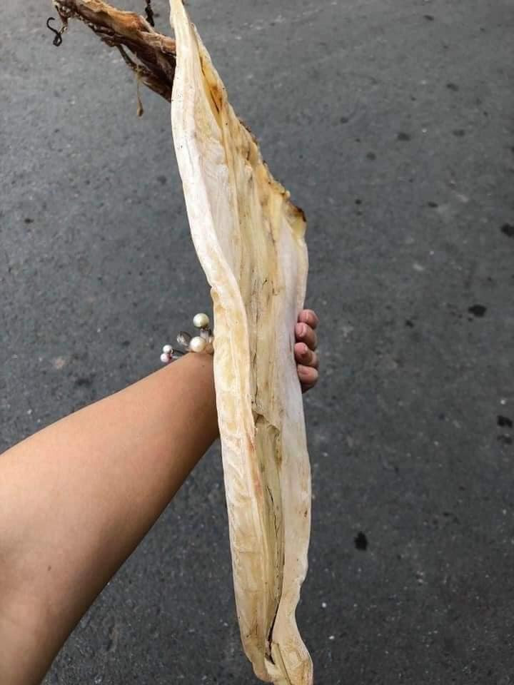 Thông thường, những người phơi mực xà chỉ chọn những con từ 2-3kg/con rồi mang đi lột da, xẻ đôi và ngâm, tẩm, tẩy trắng cho hết mùi khai rồi mới mang phơi. Vì vậy, mực khô nhìn trắng, đẹp, không khác gì mực lá.