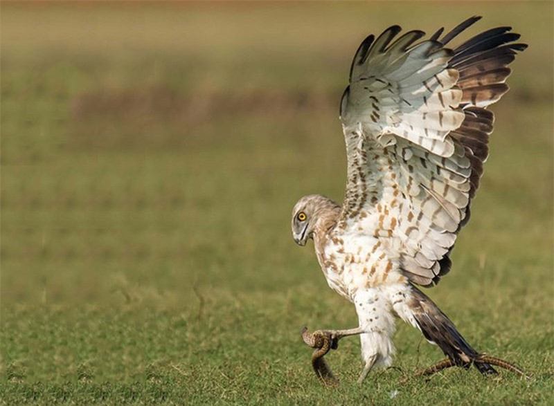 Chú đại bàng dùng chân gìm chặt con rắn.