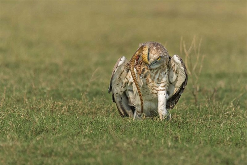 Rất nhanh sau đó, con rắn độc đành phải nộp mạng cho đại bàng.