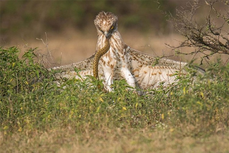 Lúc đầu, con rắn độc liên tục tấn công vào đầu, mặt chú đại bàng.