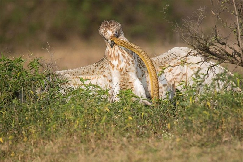 Nhiếp ảnh gia Druvadeep Kusumaharan tiết lộ, sau khi bị rắn độc tấn công, chú đại bàng mới trưởng thành này đã quyết định quay về “luyện công” và 3 ngày sau đó quay lại để phục thù.