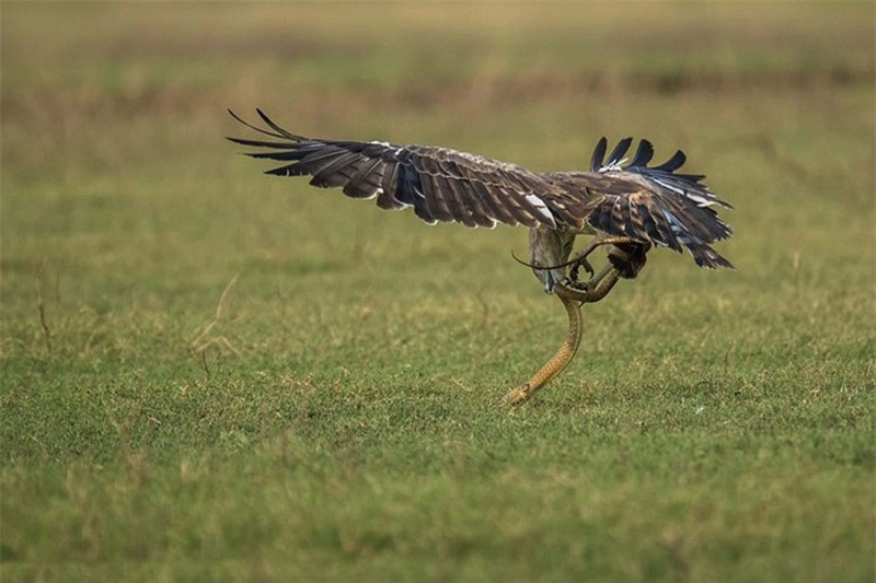 Tuy nhiên, với ý chí và nghị lực phi thường, chú đại bàng nhanh chóng lật ngược tình thế, nó dùng miệng và móng chân sắc nhọn tấn công ngược lại đối thủ.
