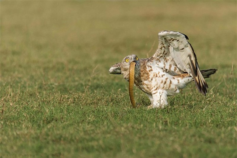 Chú đại bàng nuốt trọn con mồi trong chốc lát.